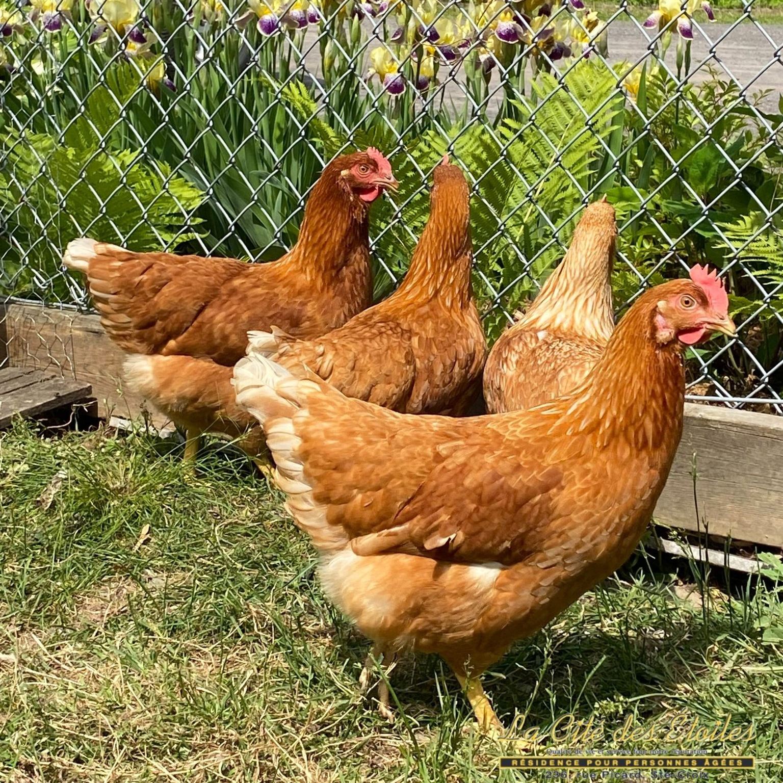 La Cité Des Etoiles